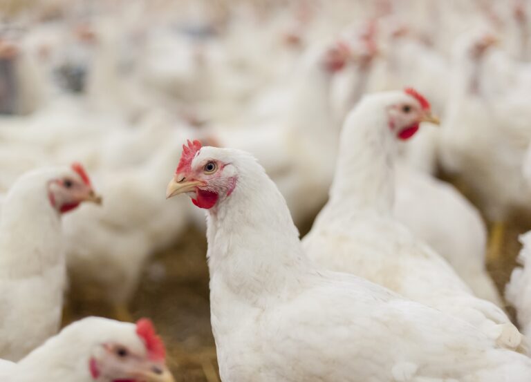 Gripe aviária: Índia e Albânia suspendem importações de frango do Brasil