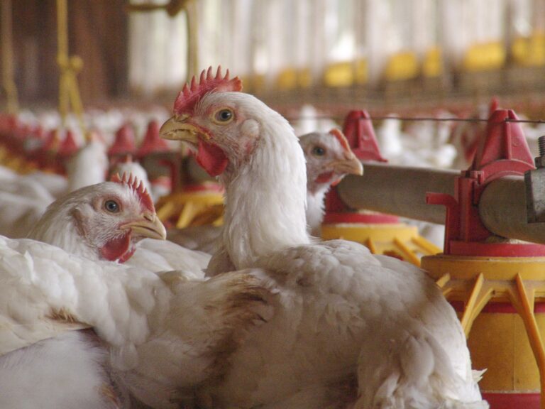 Por que países suspenderam a importação de frango e ovos do Brasil? Entenda