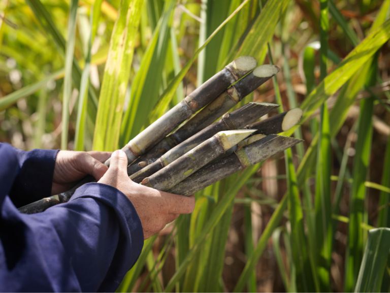 Clima beneficia plantio de cana no Nordeste, mas rendimento é uma incógnita