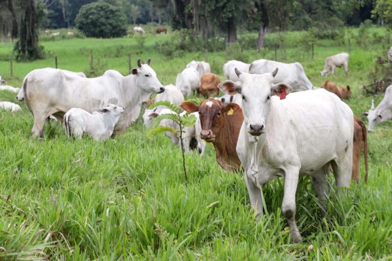 Vendas de sêmen bovino registraram alta de 11% no primeiro trimestre