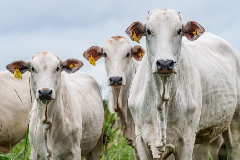 Carne bovina do Brasil ganha novo status no mundo