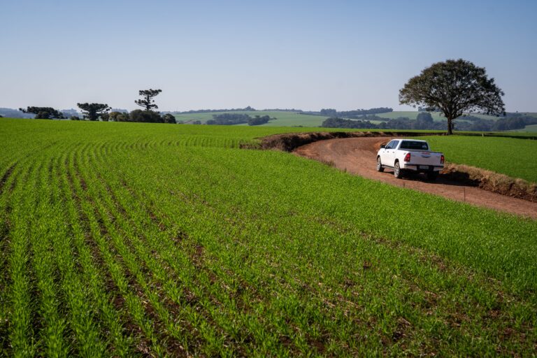 Plantio de trigo avança lentamente, enquanto preços sobem no mercado interno