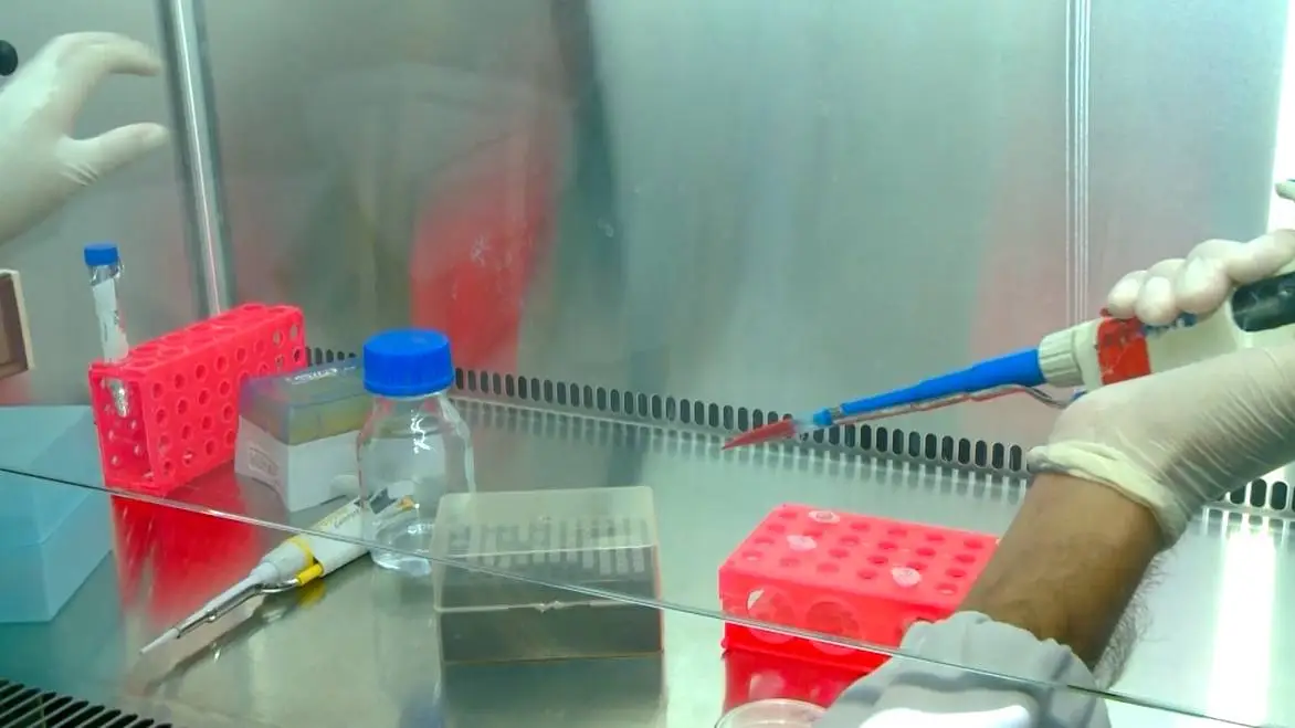 Município de Baturité tem mais de 400 casos de febre oropouche este ano