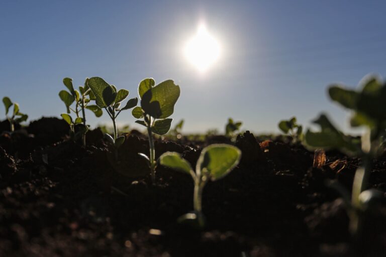 Ministério da Agricultura define vazio sanitário da soja para a safra 2025/26