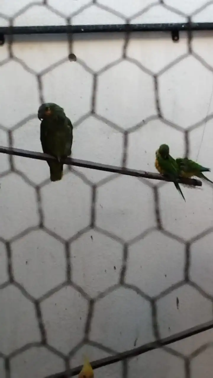 Polícia Federal deflagra operação contra caça ilegal de animais silvestres em cinco municípios do Ceará