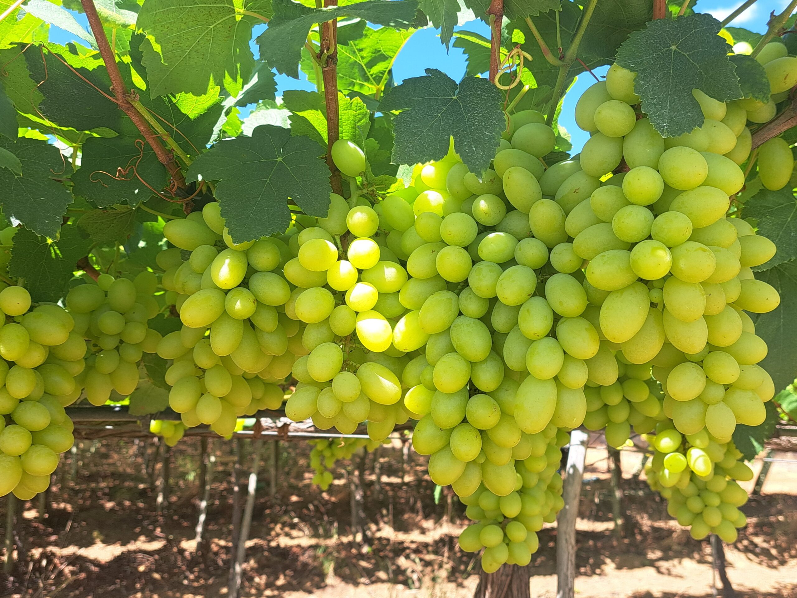 Embrapa lança cultivar de uva branca sem sementes