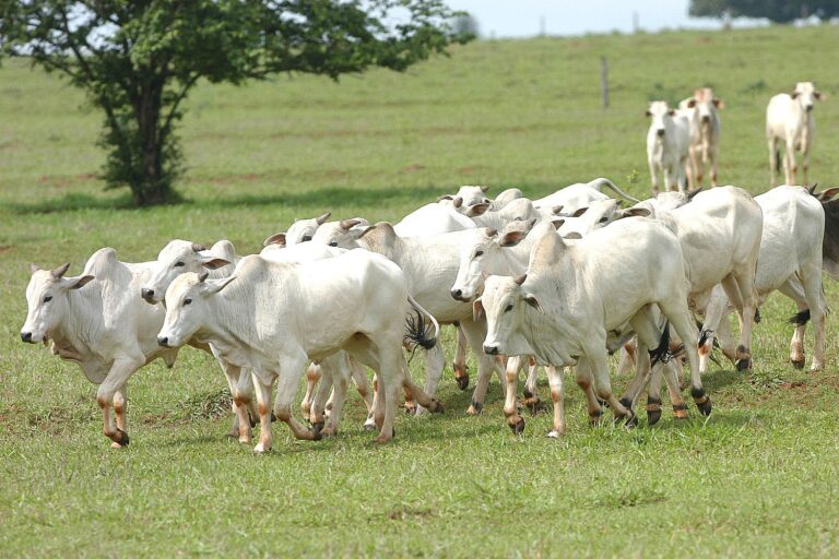 Brasil livre de febre aftosa: o que significa o novo status sanitário?