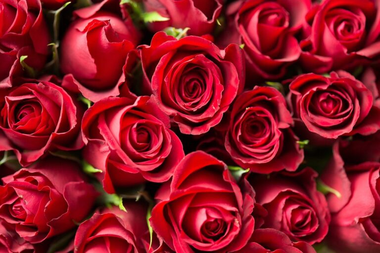 Vendas de flores devem crescer 6% no Dia das Mães