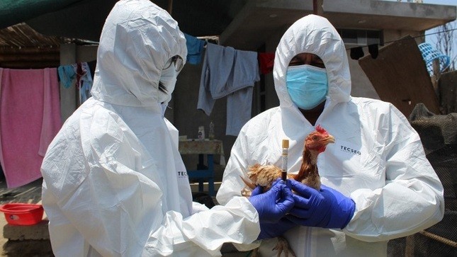 Gripe aviária é perigosa para humanos? Especialistas explicam