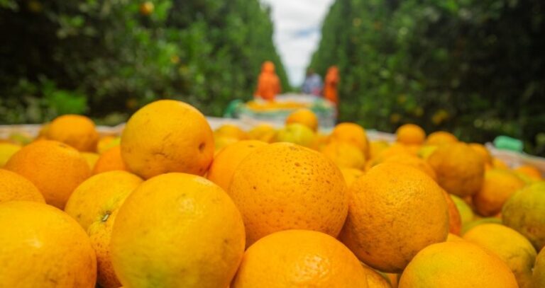 Fim da crise: colheita de laranja deve crescer 36% em 2025/26