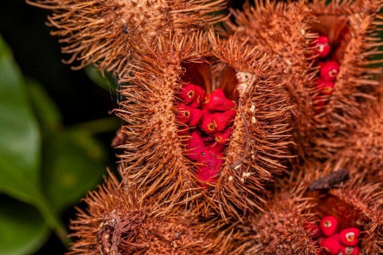 Urucum de Paranacity e Cruzeiro do Sul, no Paraná, recebe indicação geográfica