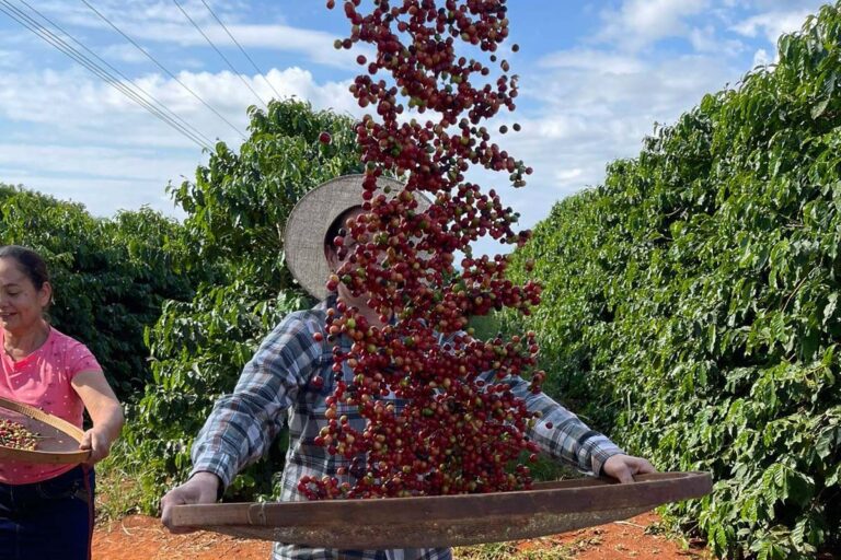 Clima favorece safra de café no Brasil e preço cai em Nova York