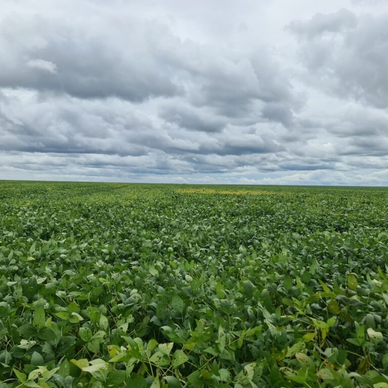 Prejuízo da Brasilagro diminuiu no 3° trimestre da safra 2024/25