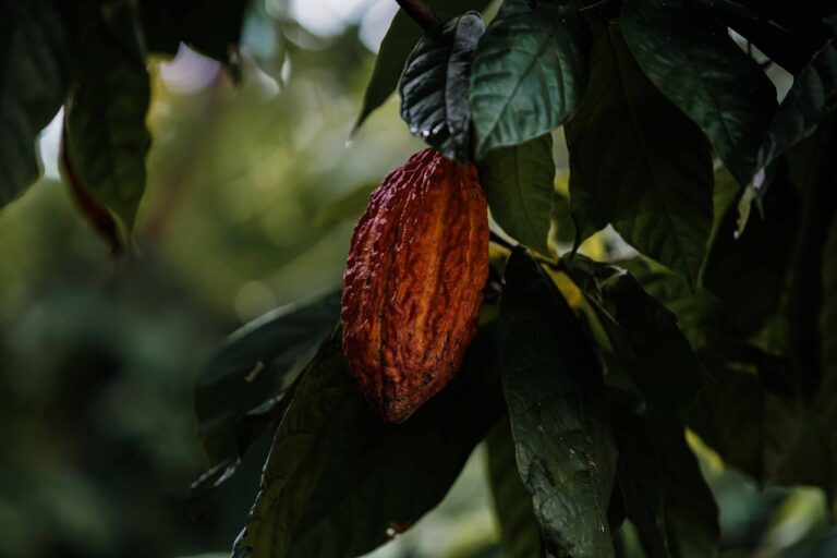 Preços de cacau, café e suco registram forte alta na bolsa de Nova York