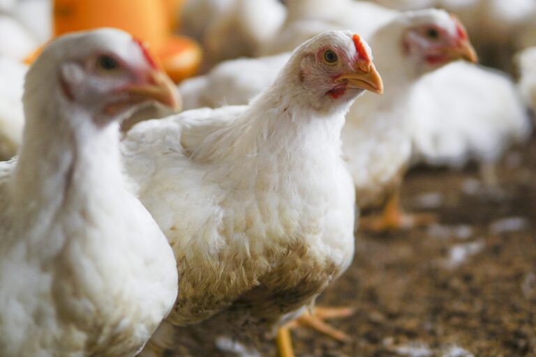 Rússia suspende importações de aves do Rio Grande do Sul