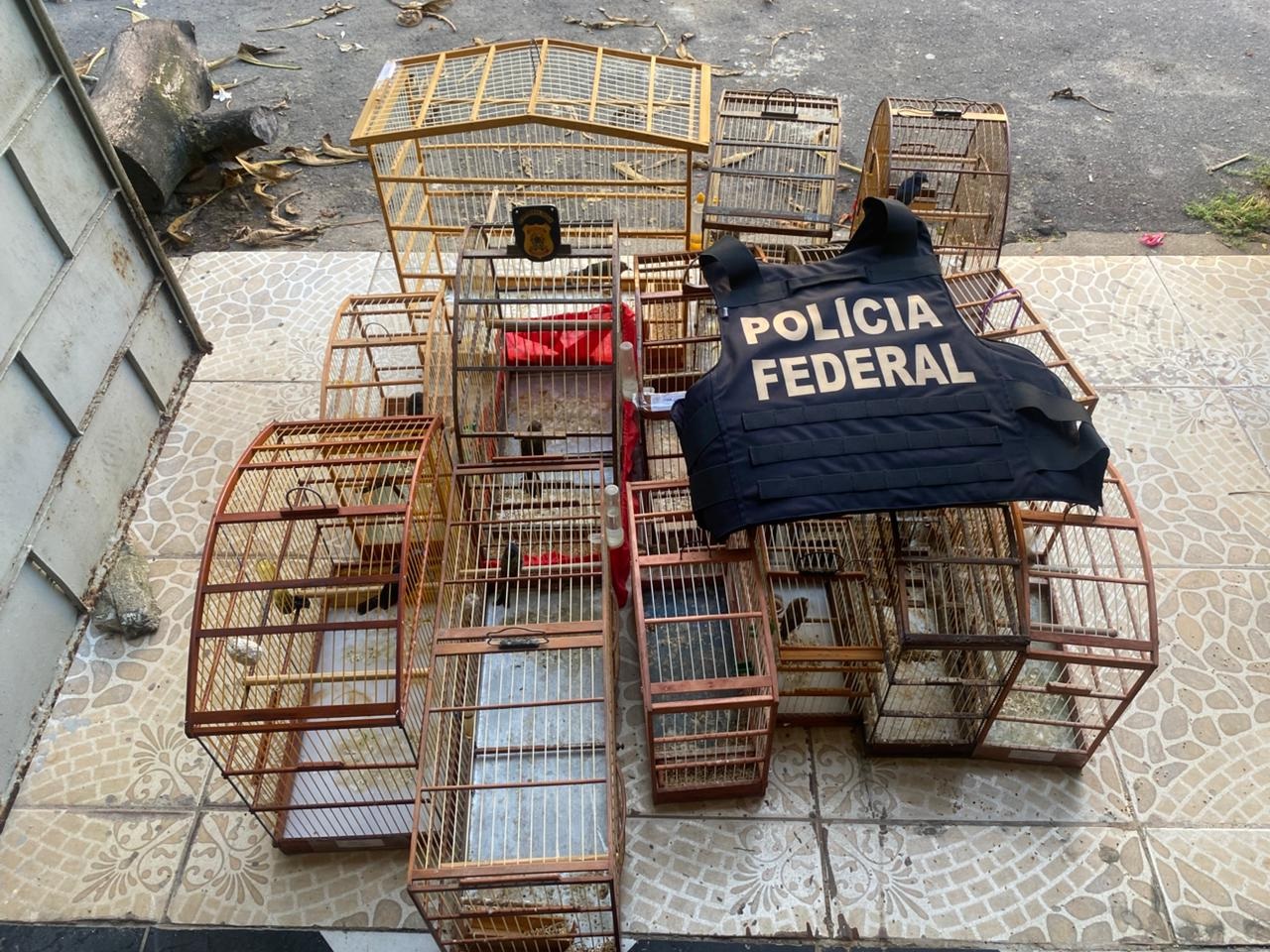 Operação Aracê III: PF cumpre 15 mandados para combater tráfico de animais silvestres no Ceará