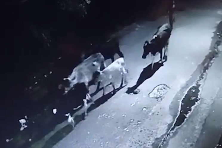 Dupla em moto é flagrada por câmera furtando gado em curral em Fortaleza