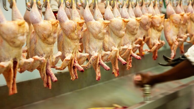 Governo apreende 18 mil quilos de frango por suspeita de gripe aviária no RS