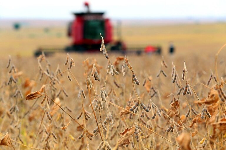 Agtech lança programa de certificação de soja e milho para pequenos e médios produtores