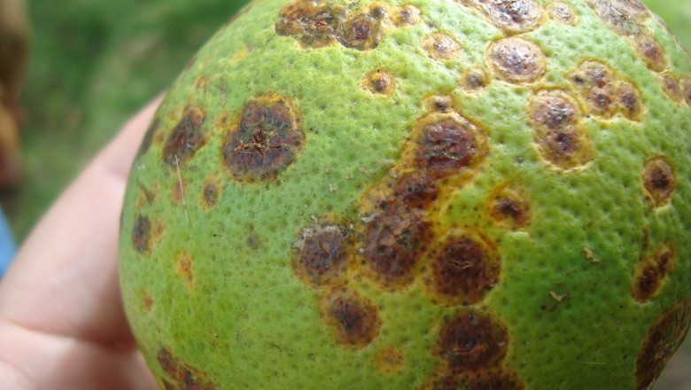 Produtores de SP têm até o dia 15 de julho para entregar relatório sobre greening e cancro