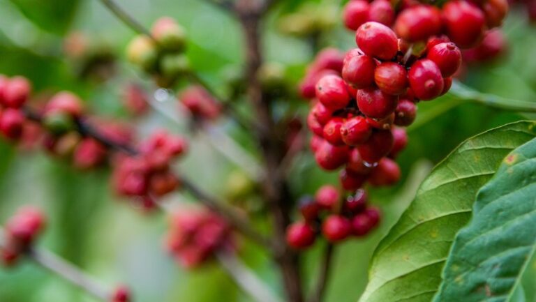 Colheita de café chega a 20% da produção esperada para 2025/26