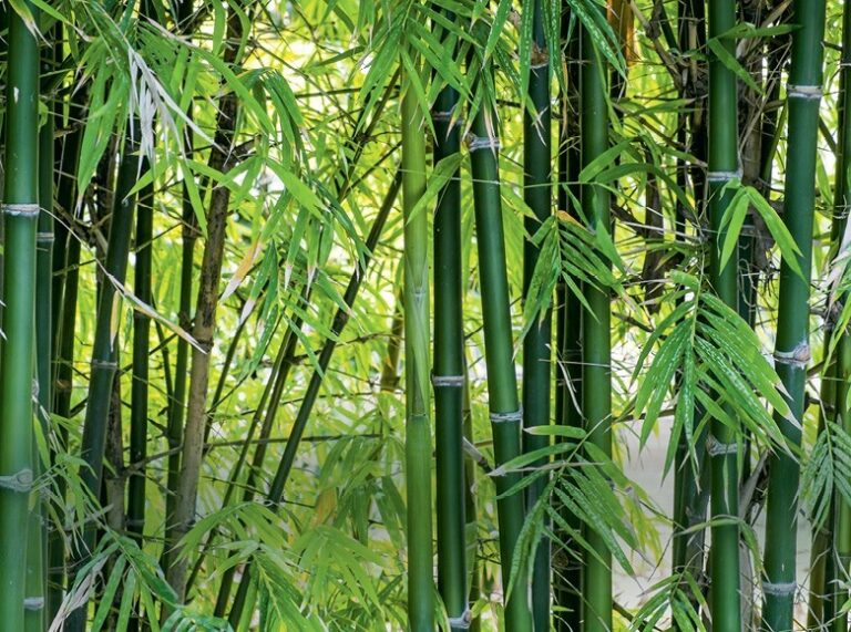 Como plantar bambu, cultivo que ganha espaço no Brasil