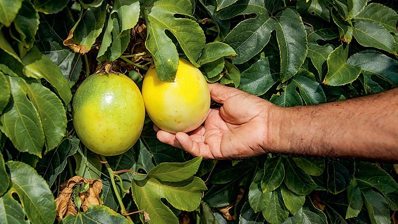 Tipos de maracujá: conheça as principais espécies cultivadas no Brasil