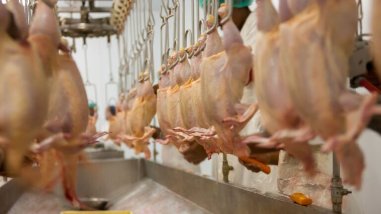 Gripe aviária pode afetar resultados de empresas do agro no segundo trimestre