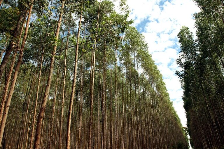 O que é silvicultura? Entenda como funciona o cultivo de floresta no Brasil