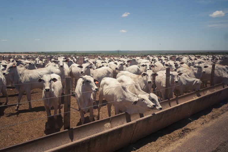 Preços do boi gordo encerram maio em níveis firmes e até sobem em algumas regiões
