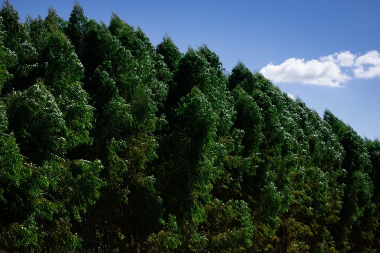 Para atender demanda por biomassa, Cargill quer ampliar área de eucalipto para 40 mil hectares