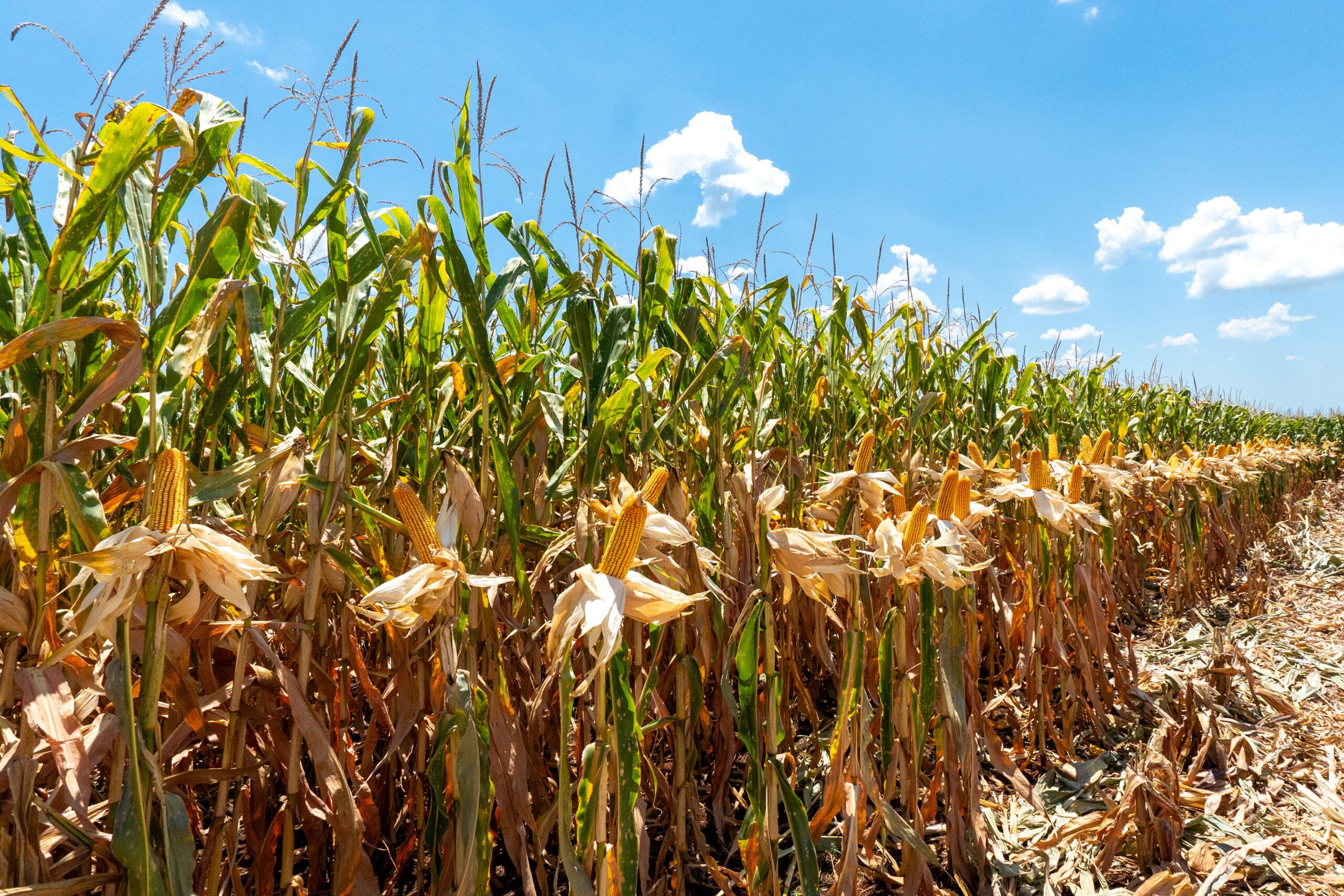 Valor da produção agropecuária deve crescer 12% em 2025