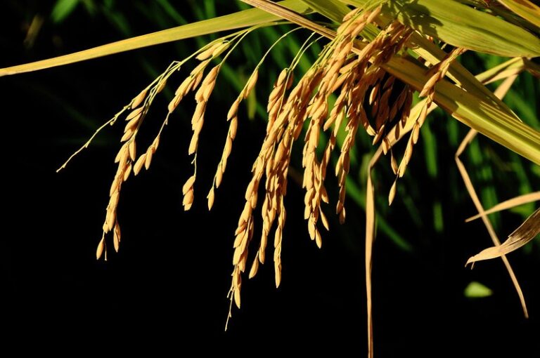 Um ano após enchente, produtora de arroz do RS colhe bem, mas preço desanima