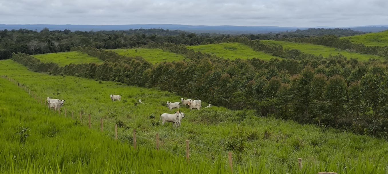 Fertilizantes especiais devem crescer, em meio à demanda mundial por um agro mais sustentável