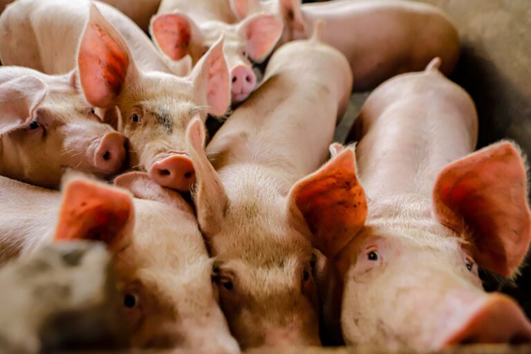 Preço do suíno vivo se sustenta em maio, apesar de quedas no final do mês