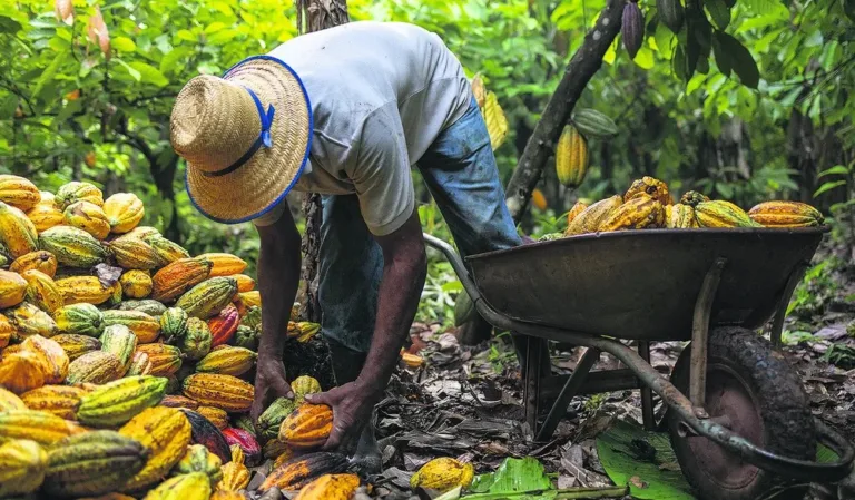 Preço do cacau perde força em NY após realização de lucros