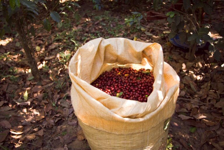 Colheita de café no Brasil avança e puxa queda do preço em Nova York