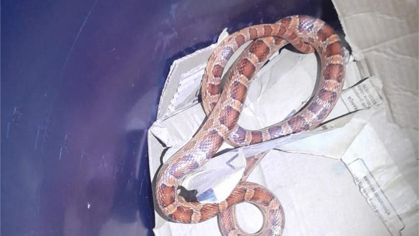 Cobra-do-milho é encontrada em banheiro de apartamento em Fortaleza
