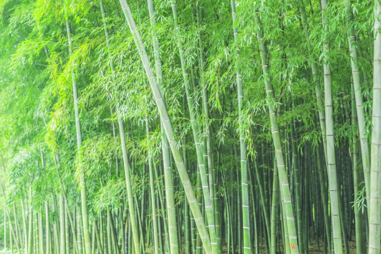 Bambu mostra potencial para fabricação de produtos sustentáveis
