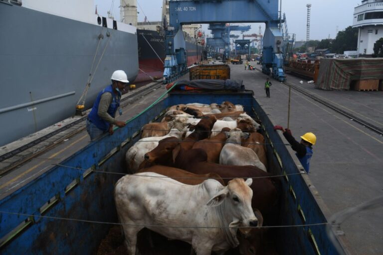 Exportação de gado vivo cresce no Brasil em 2025