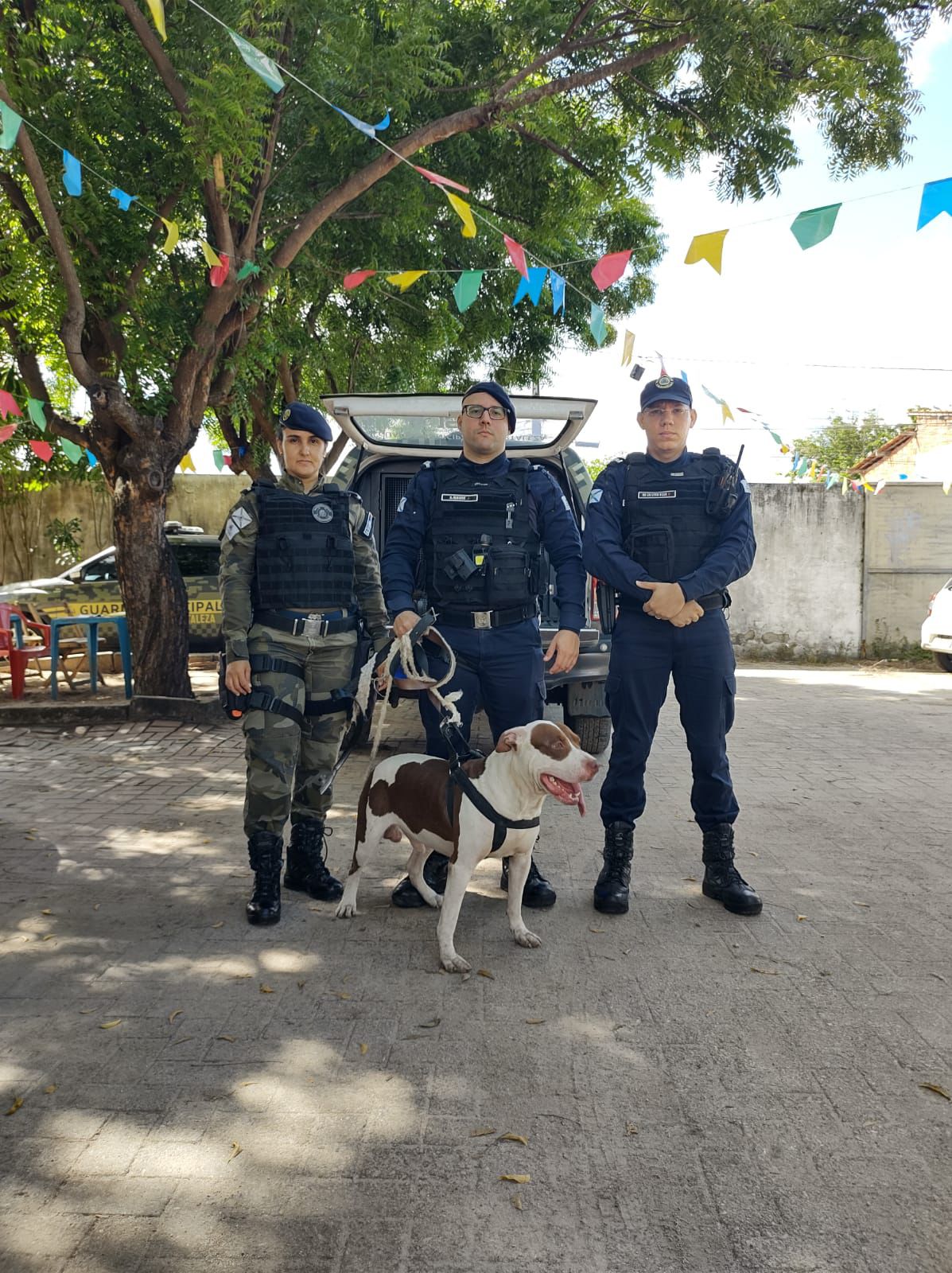 Pitbull entra em ônibus e é resgatado pela Guarda Municipal no terminal da Messejana