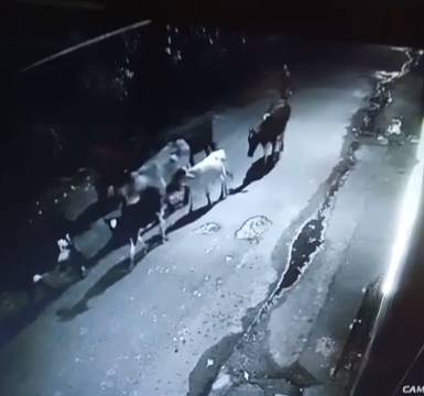 Sete bois e vacas são furtados de curral no bairro Messejana, em Fortaleza