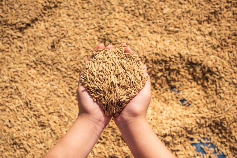 Arrozeiros e governo federal buscam soluções para desequilíbrio de preços