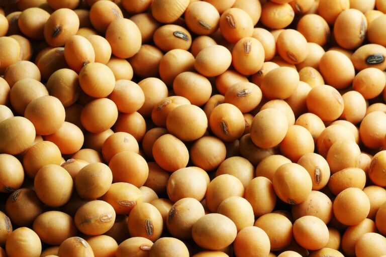 Grãos iniciam o dia sem direção na bolsa de Chicago