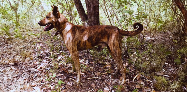 Como criar o cachorro boca-preta-sertanejo