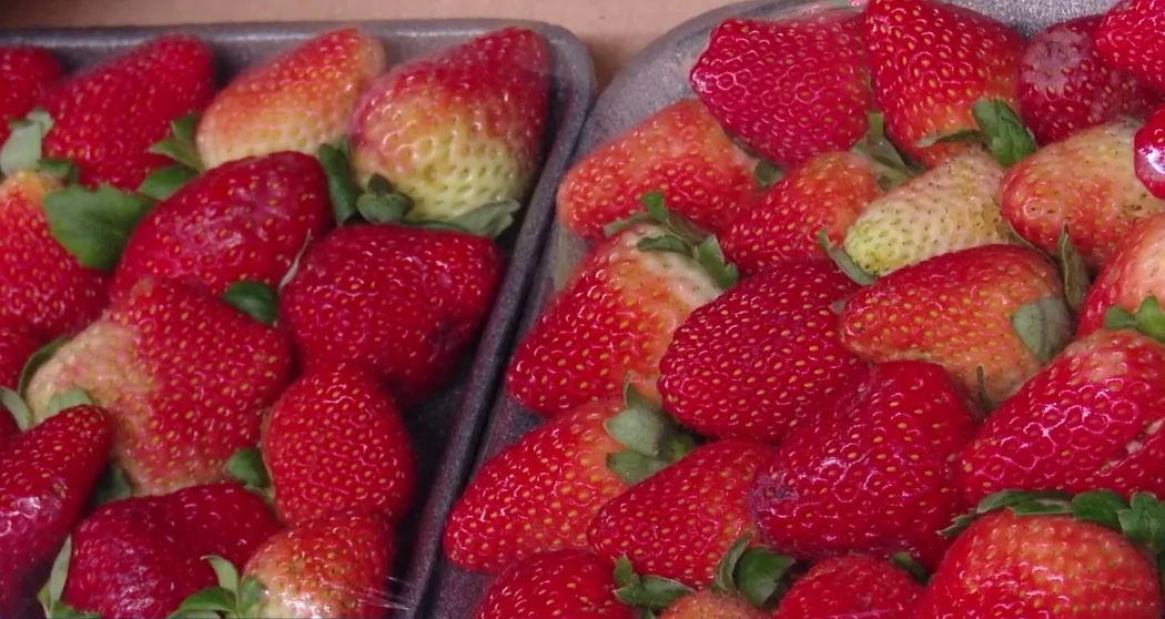 Sucesso do morango do amor gera alta de até 50% no preço da fruta na Ceasa-CE