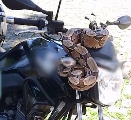 Motociclista é surpreendido por jiboia descansando em guidão de moto em Fortaleza