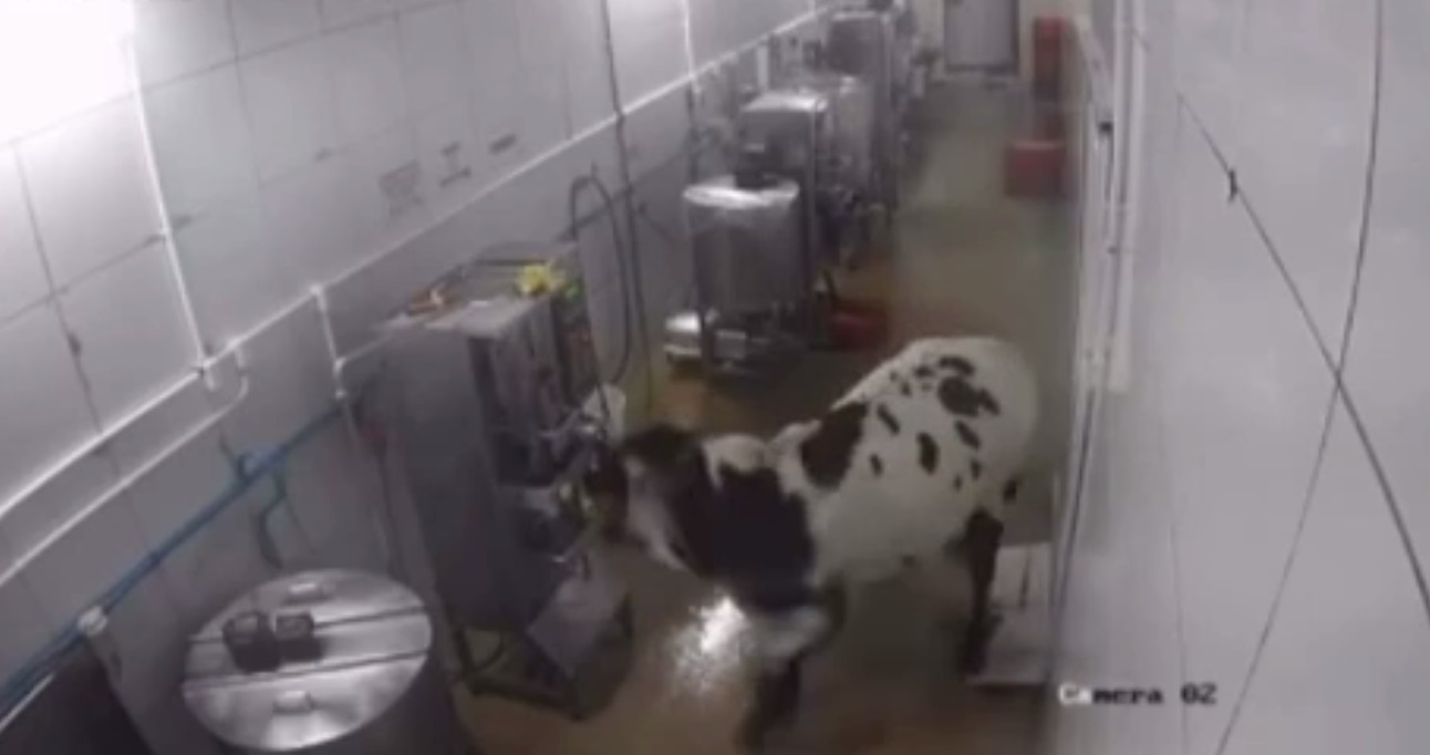 Vaca desorientada invade fábrica, assusta funcionários e quebra máquinas em Maracanaú/CE