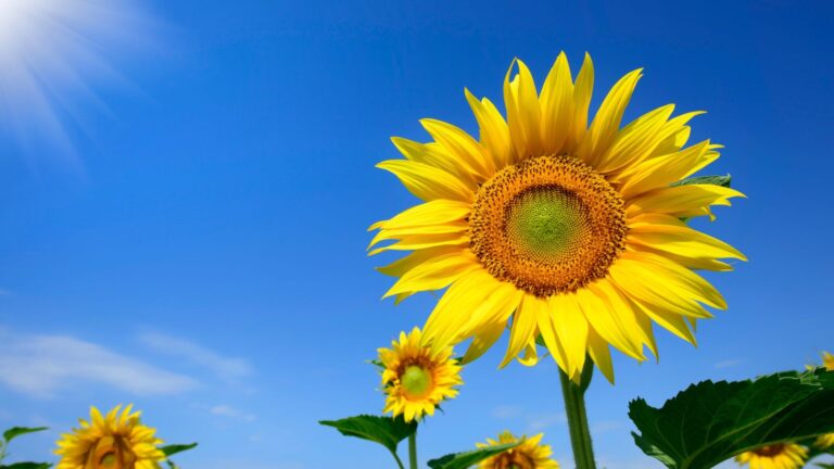 Qual é a época de plantar girassol?