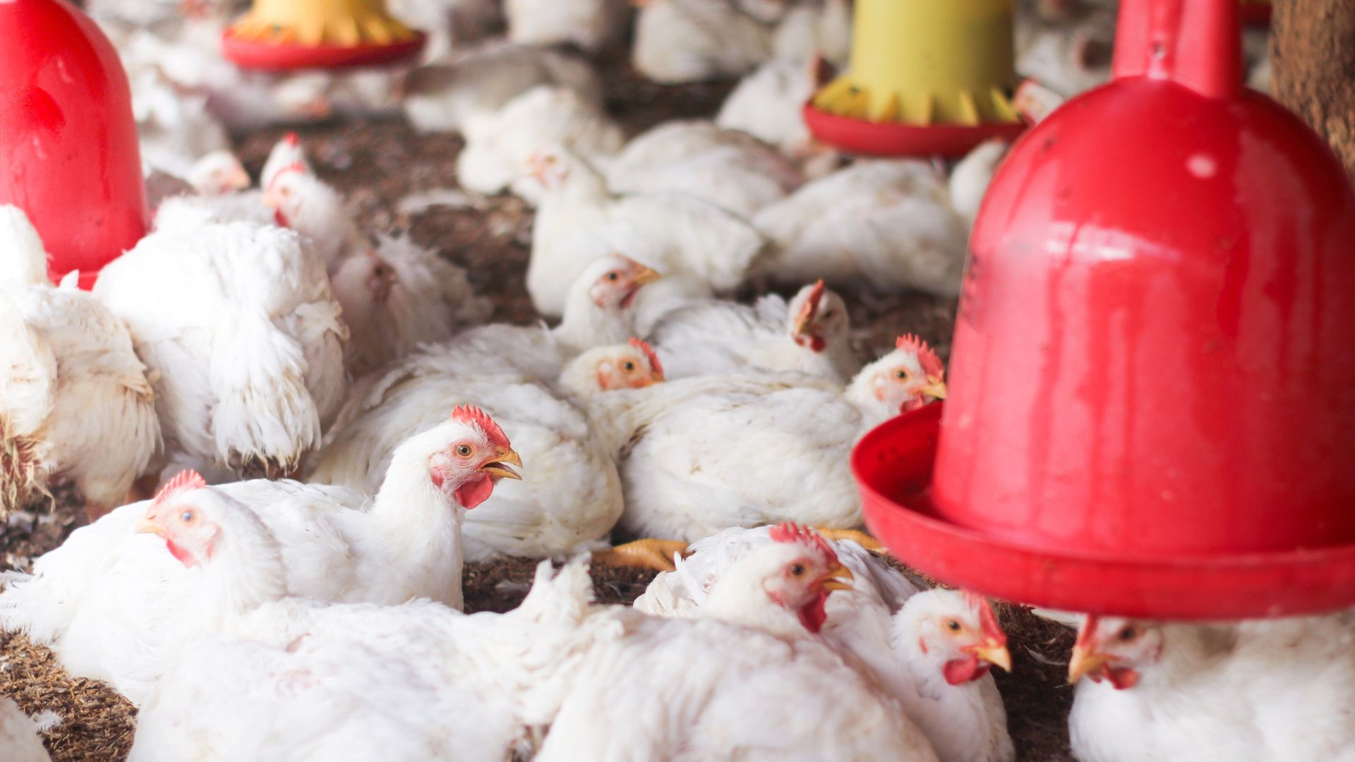 Preço do frango teve maior queda em 18 anos no atacado da Grande São Paulo